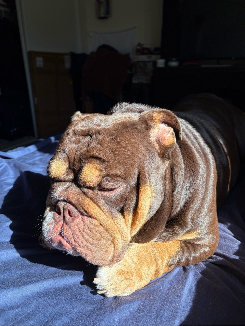 English Bulldog